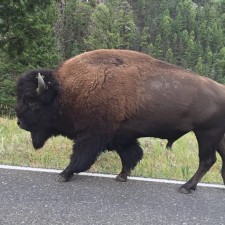 Buffalo at Yellowston Natl Park