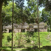 Temple in the jungles of Tikal